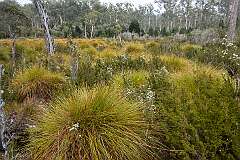 Clusters of button grass along the Larmairtemener tabelti Aboriginal Cultural Walk, at Lake St Clair.