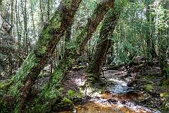Ballroom Forest, on the Dove Lake Circuit, on the southwestern shore.