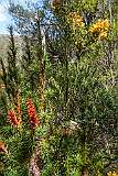 Alpine flora at Ballroom Forest, on the Dove Lake Circuit, on the southwestern shore.