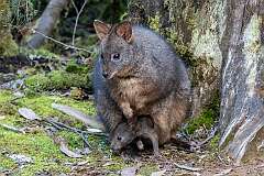 A Tasmanian pademelon with its joey (Thylogale billardierii), also known as the rufous-bellied pademelon or red-bellied pademelon, the sole species of pademelon found in Tasmania; at Cradle Mountain Discovery Parks.