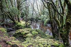 Pencil Pine Creek from the Enchanted Walk,  just south of Peppers Cradle Mountain Lodge, one of the trails at Cradle Mountain.