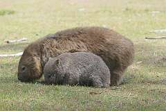 A mother and child pair of wombats (Family Vombatida) on Maria Island.