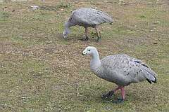Cape Barren Goose (Cereopsis novaehollandiae) on Maria Island.