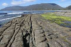 The “Tesselated Pavement”, a typical geological formation on Forestier Peninsula, south eastern Tasmania.