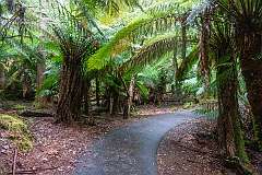 Along Russell Falls Nature Walk in Mount Field National Park in the Central Highlands region of Tasmania.