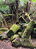Moss-covered  tree logs along Russell Falls Nature Walk in Mount Field National Park.