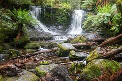 Horseshoe Falls, the waterfall upstream from Russell Falls, with a tiered cascade amid rocks, ferns and forest.
