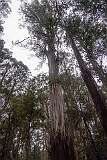 Along the walking track with its tall swamp gums (Eucalyptus regnans) from Russell Falls to the Tall Trees track, Mount Field National Park.