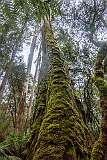 Moss growth on the trunks of swamp gums (Eucalyptus regnans) along the Lady Barron Falls Circuit, Mount Field National Park.