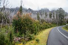 Along the Gordon River Road at about 475 metres altitude in the highlands, near Maydena.