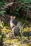 A Tasmanian pademelon (Thylogale billardierii), also known as the rufous-bellied pademelon or red-bellied pademelon, the sole species of pademelon found in Tasmania; at Twisted Sister, just off the Gordon River Road. It is one of the smallest members of the macropod family.