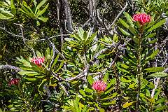 Alpine vegetation on the shore of Lake Dobson.