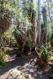 Tree ferns on the shore of Lake Dobson.