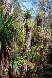 Tree ferns on the shore of Lake Dobson, Mount Field National Park.