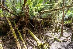A fallen tree, moss and ferns along the Tall Trees Track.
