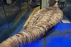 Replica of a Tasmanian bark canoe as it was made by Tasmanian Aborigines, in the Tasmanian Museum and Art Gallery.