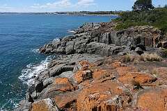 Lichen on the rocks of Mersey Bluff, Devonport.