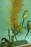 Pregnant seahorses in various stages in Seahorse World, Australia's only working seahorse farm, in Beauty Point.