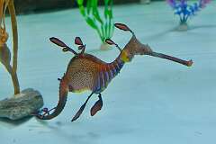 A leafy seadragon (Phycodurus eques) or Glauert's seadragon, in Seahorse World, Beauty Point.