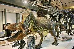 Dinosaur display, in the Queen Victoria Museum, Invermay, Launceston.