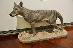 Model of a thylacine (Thylacinus cynocephalus), commonly known as the Tasmanian tiger or Tasmanian wolf, in the Queen Victoria Museum, Launceston. It is an extinct carnivorous marsupial that was native to the Australian mainland and the islands of Tasmania and New Guinea. The last known of its species died in 1936 at Hobart Zoo in Tasmania.
