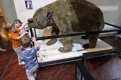 Model of a Diprotodon (Ancient Greek: “two protruding front teeth”), an extinct genus of marsupial from the Pleistocene, in the Queen Victoria Museum. The earliest finds date to 1.77 million to 780,000 years ago but most specimens are dated to after 110,000 years ago. It is the largest-known marsupial to have ever lived; it greatly exceeds the size of its closest living relatives wombats and koalas.