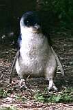 A Fairy or Australian little penguin (Eudyptula novaehollandiae) on the coast in Stanley.