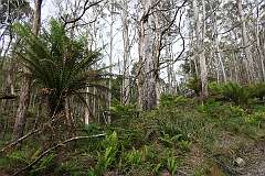 The forest along Poilinna Road in Christmas Hills, along the Tarkine Drive, northwest Tasmania.