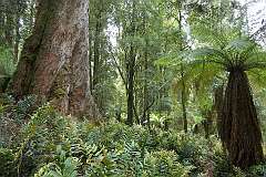 The rainforest along the Lake Chisholm Track, in the Lake Chisholm Forest Reserve.