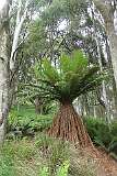 A Golden Tree Fern (Dicksonia fibrosa) along the trail near Preston Falls.