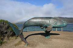An impressive bronze sculpture of a southern right whale, located at Adams Point on Recherche Bay, Cockle Creek.