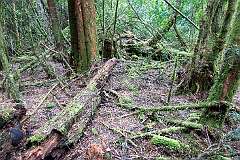 The forest at Heritage Landing on the Gordon River, in the Franklin-Gordon Wild Rivers National Park.