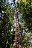 A Blackwood tree, the tallest Acacia (wattle) in the world; at Heritage Landing on the Gordon River, in the Franklin-Gordon Wild Rivers National Park.
