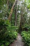 The path ​in Peoples Park to Hogarth Falls in Strahan, an easy walk through tall forest and rainforest.