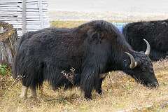 Yaks grazing at Mandala Top, at 3214 metres altitude.