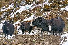 Yaks beside the Chariduar - Tawang Road.