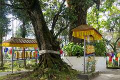 Prayer wheels at he large oak tree just inside the gate to Urgelling Monastery, that, it is claimed, grew from the walking stick of the sixth Dalai Lama, that he stuck into the ground before he left his birthplace for Lhasa.