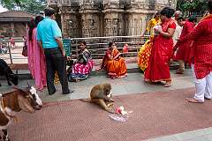 Goats and a monkey share the Kamakhya temple with devotees.