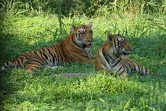Bengal tigers in Assam State Zoo cum Botanical Garden.