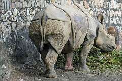 An Indian rhinoceros in Assam State Zoo cum Botanical Garden. The Indian rhinoceros (Rhinoceros unicornis) is the second largest extant species of rhinoceros, with adult males weighing 2.07–2.2 tonnes and adult females 1.6 tonnes.