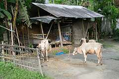 A farm shed in Garamur Jugi Pathar.