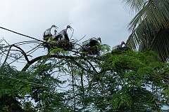 A stork nest in a tree along NLK Road in Garamur town.