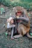 A capuchin monkey mother and child in the gardens at the Central Secretariat.
