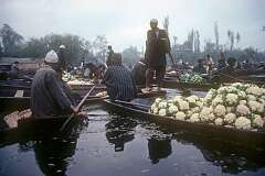 Cauliflower for sale in the floating market.