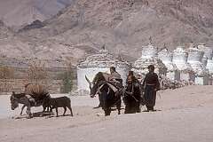A caravan and traditional Ladakhi woman, passing chortens, just outside Leh.