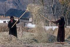 Women winnowing grain, Leh.