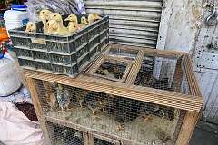 Chickens and ducks for sale along National Highway 1, south of central Kohima.