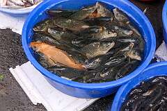 Fish for sale in the T-Khel Daily Market in Kohima.