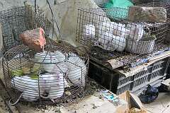 Small rodents for sale in the T-Khel Daily Market.