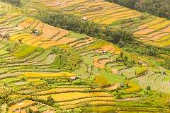 The rice terraces from the top of the old Angami Naga village of Khonoma.